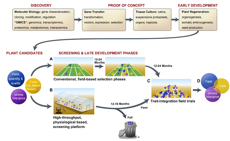Breeding development process- Conventional Vs. Plant-DiTech