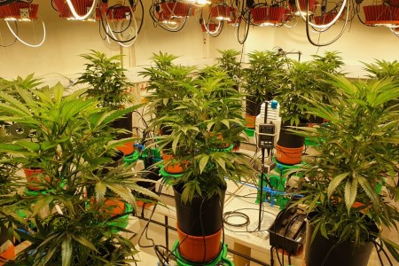Testimonial By B.O.L Pharma On Optimization Of Cultivation In Cannabis