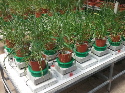 Wild Barley Genetic Variation Involved in Adaptation