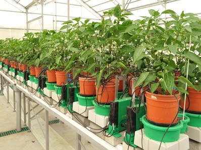 Biostimulants Effect on Pepper Plant Performance