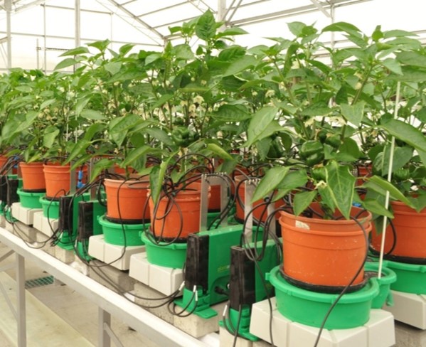 Bio-stimulants Effect on Pepper Plant Performance Case Study