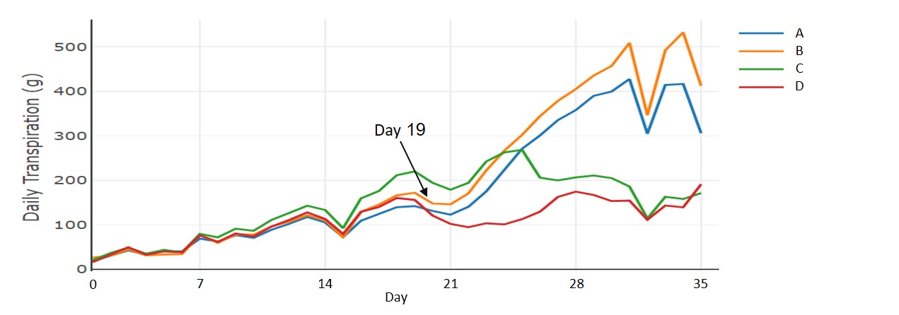 FIG.1 Examining plant transpiration levels, using the Plantarray system. Fungal root disease started to affect plant transpiration. A significant difference started to develop by day 19 (see arrow) between plants C and D (green and red lines) in comparison to plants A and B (blue and orange lines).