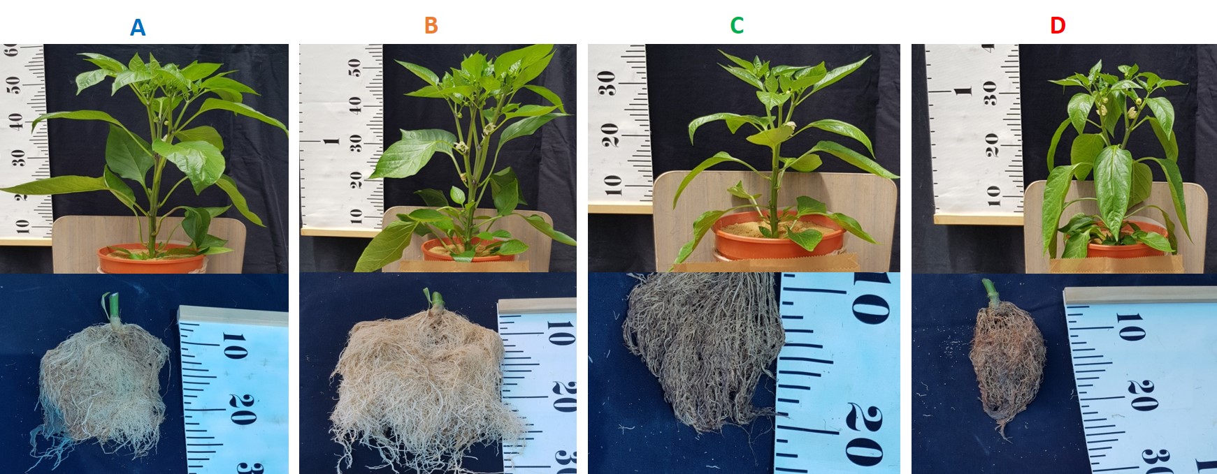 FIG.2 Roots and shoots of plants A, B, C and D on day 35 (end of the experiment). The root mass of plants A and B was significantly higher than that of plants C and D at the end of the experiment, although no significant morphological difference was observed during the experiment.