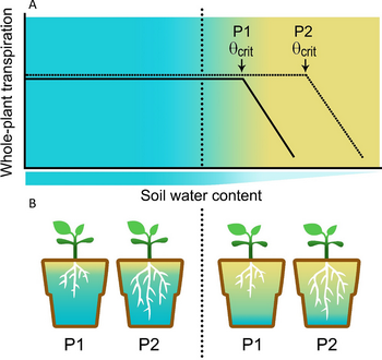 Figure 1. Drought Point Detection model: Under high soil water content, water is not a limiting factor, thus plant 1 (P1) and plant 2 (P2) do not limit their canopy demand for water. Under water deficit, water becomes less available to the roots, thus P1 plants will be limited faster (early Ɵcrit) than P2 plants. Gosa et al., Plant Science (2018)