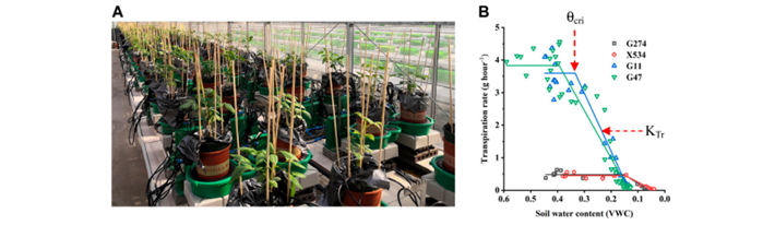 Plant Screening System